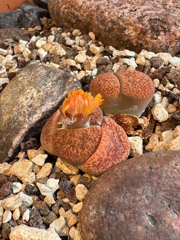 preview Lithops aucampiae L.Bolus ssp. aucampiae